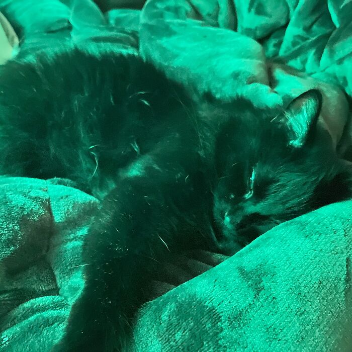 Only Will Sleep With The Colored Lights