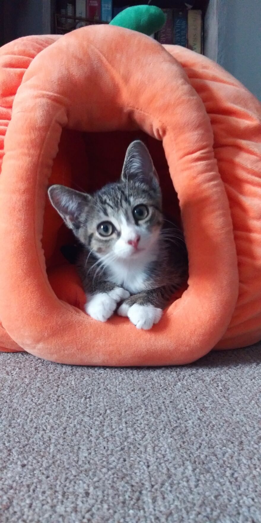 Proud To Introduce You To Pixel The Polydactyl Kitten.