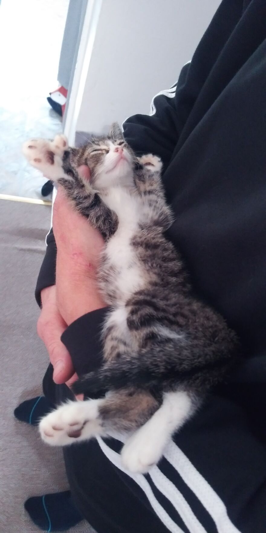 Proud To Introduce You To Pixel The Polydactyl Kitten.