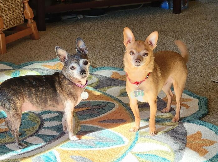 Mr. Anxiety, Leonard (Right) And His Wife Loona (Left)