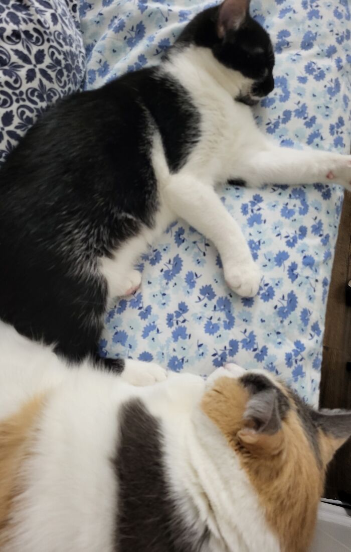 Misty And Kisa ❤️