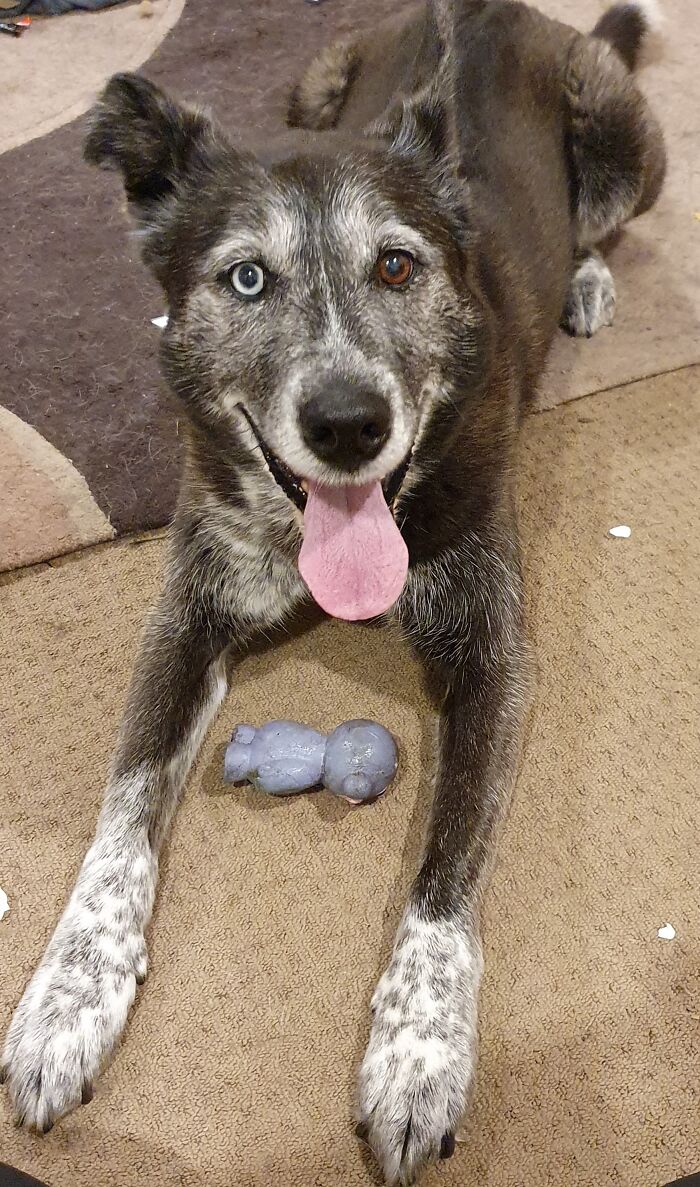 Sahsa, (Husky X Cattle) 12yr Old Puppy With Her Favourite Squeaky Monkey