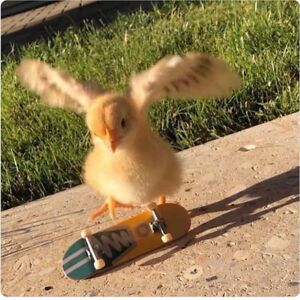 Skater Chick (they/them)