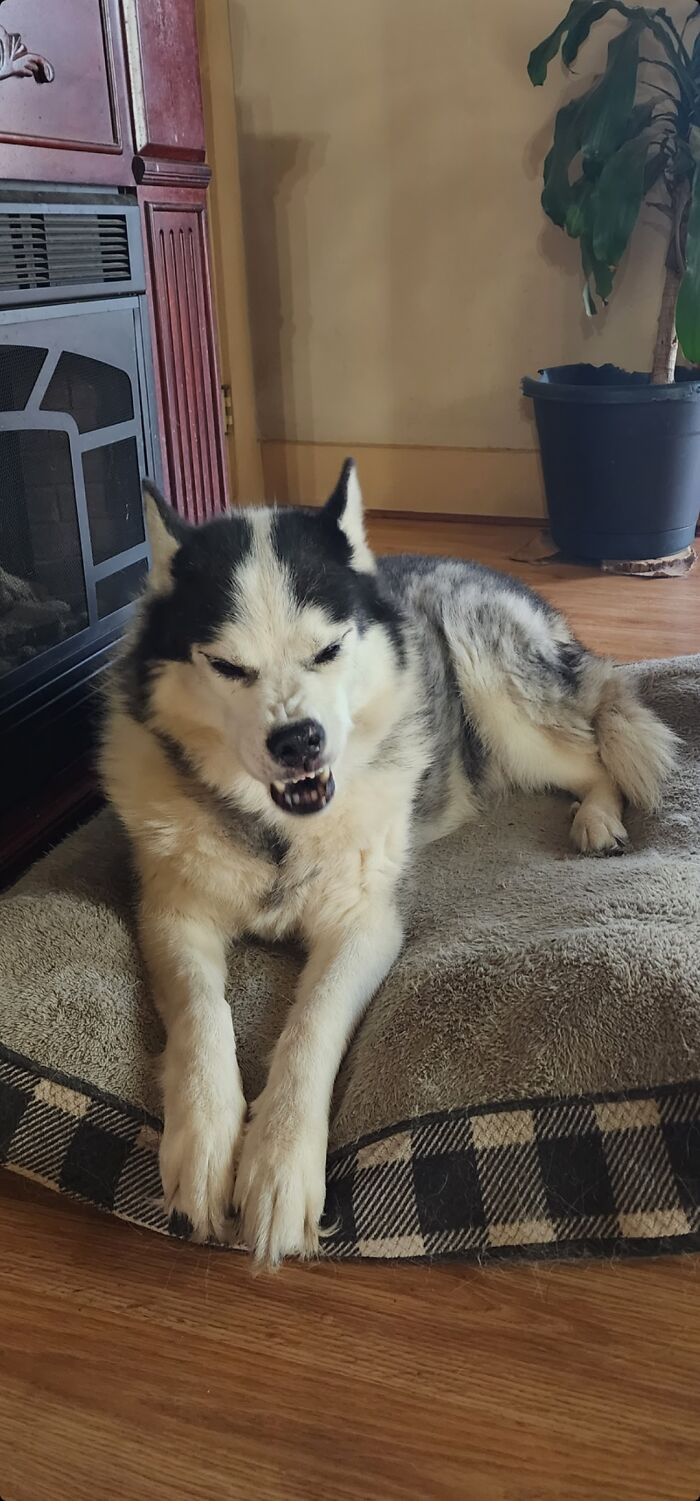 My Husky Mid Sneeze