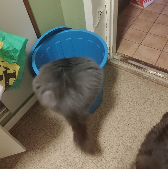 My Maine Coon - Ragdoll Mix, Shuri. Apparently My Dogs Low Calorie Kibble Is Gooood!