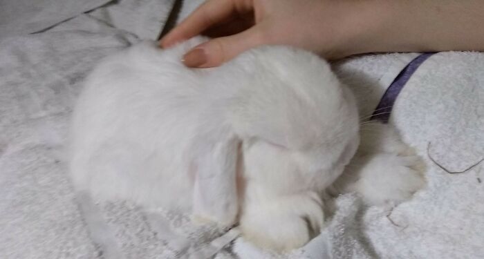 My Bunny Sleeping With His Back Leg Next To His Face? Normally In Loaf The Feet Are Tucked Under Them