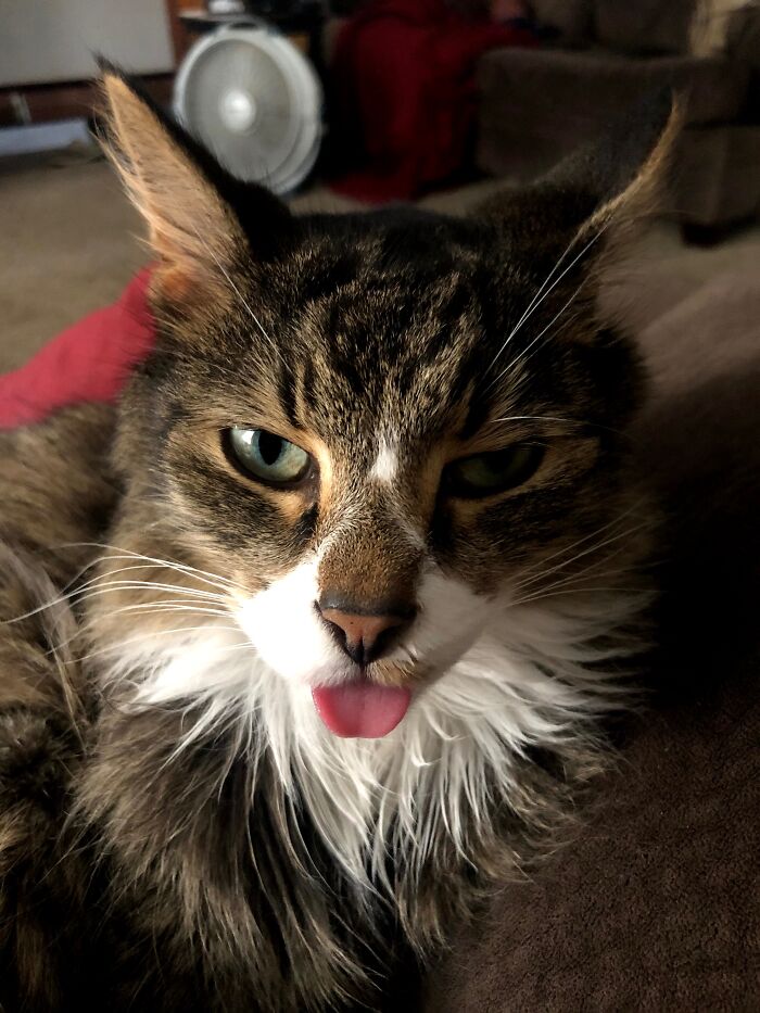 Angry Blep From Sparrow