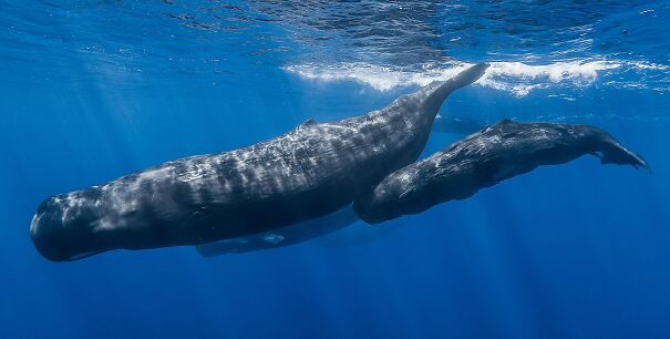 Sperm_whale_pod-641b2aa85f1cb.jpg