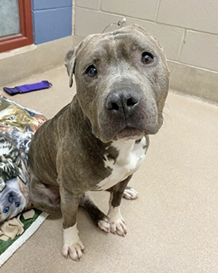 Meet Bruno, A One-Eared Pitbull Who Went Viral After His Caretakers Discovered He Had Pulled Out The Same Ear From His Plush Toy