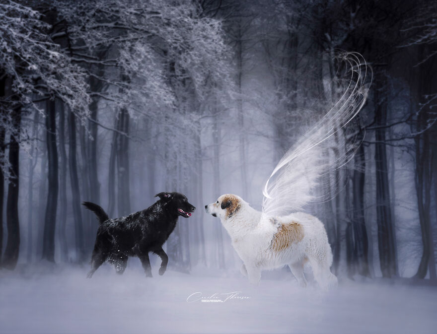 Reunited At The Rainbow Bridge 🌈 Reunited At The Rainbow Bridge 🌈