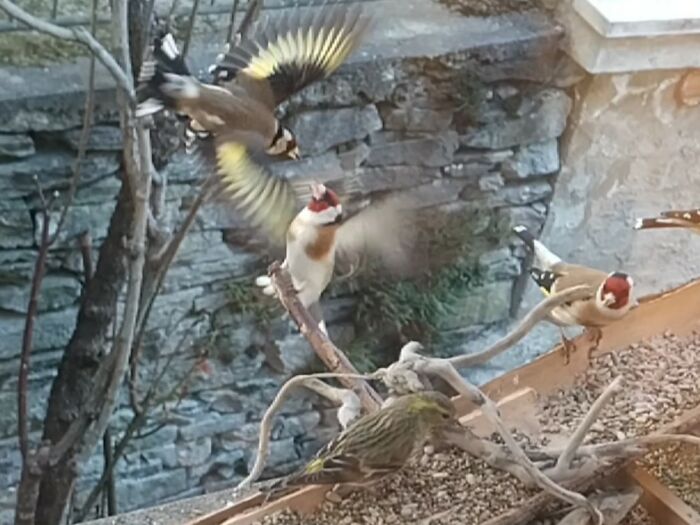 No Need To Fight. There Is Enough For All Visitors