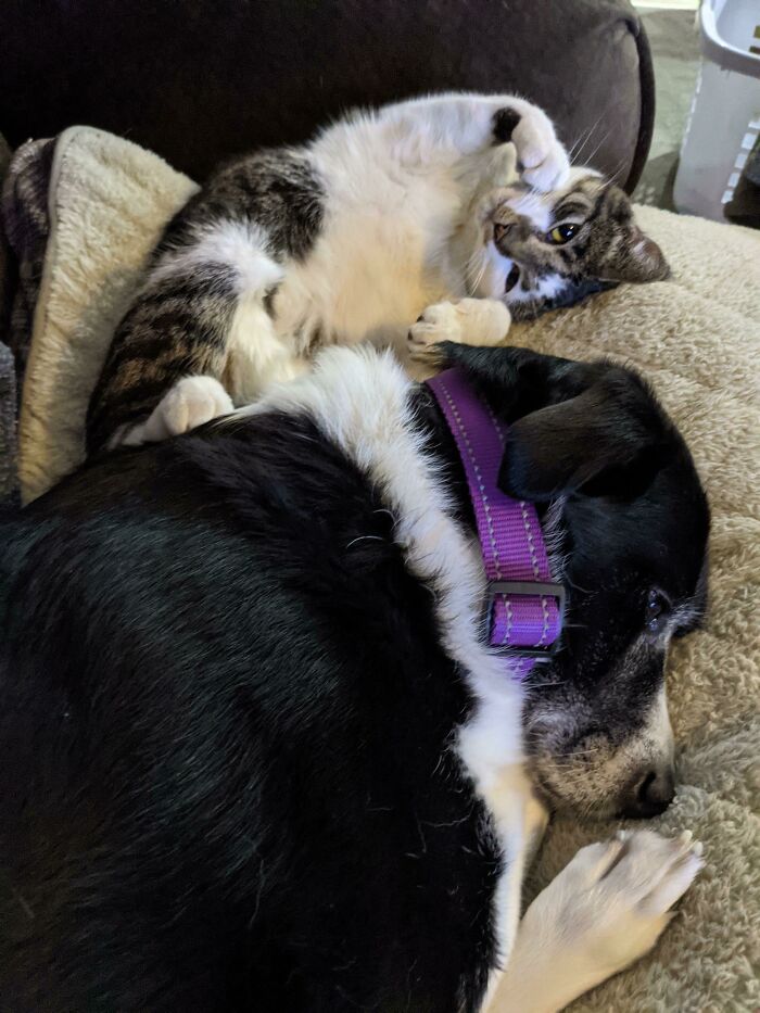 Dog And Cat Laying In Bed 