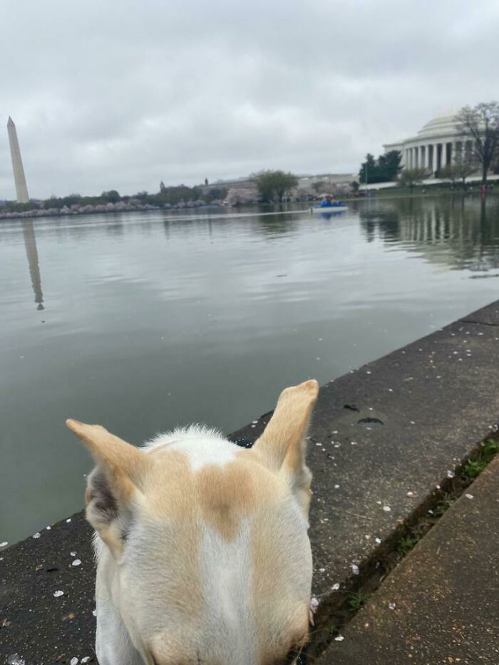 I Tried To Take A Picture Of My Dog In Washington Dc With The Cherry Blossom In The Background But He Wouldn't Stop Moving. You Can See The Heart On His Head Though