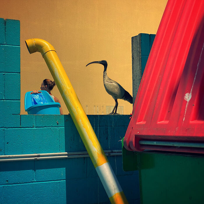 Photographer Of The Year Winner: Eyeing Ibis By Glenn Homann