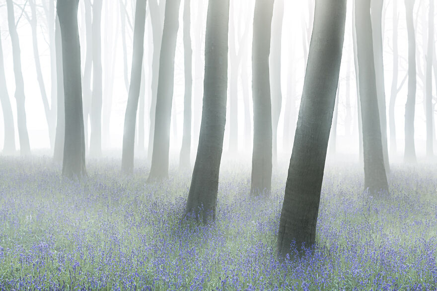 Wild Woods: Winner - “Mystical Forest” By Philip Selby
