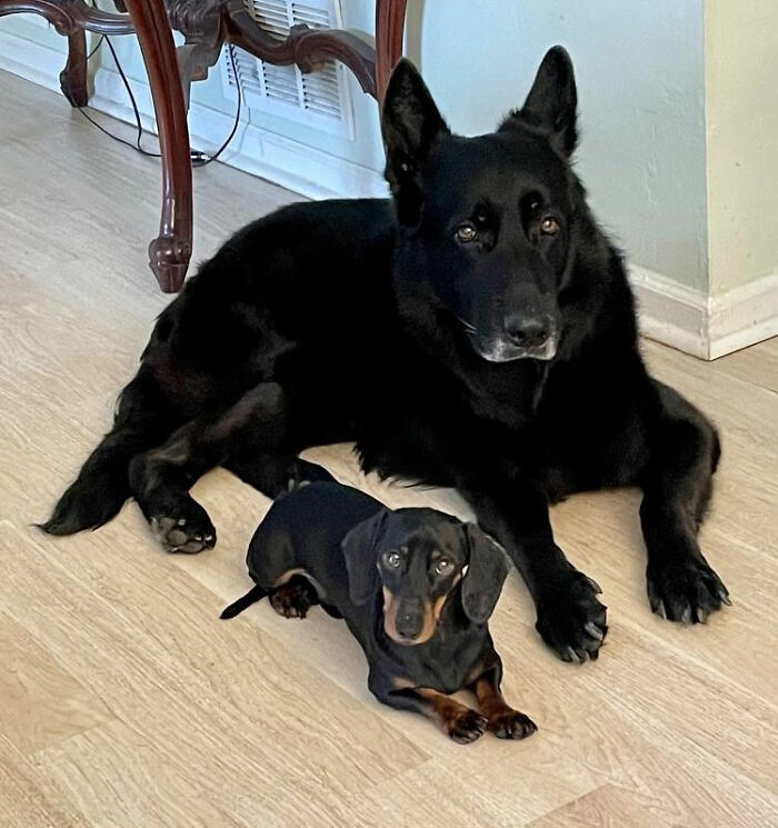 Big And Small Black Dog Laying On The Ground 
