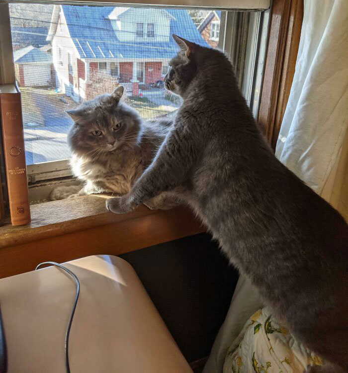 Two Cats Fighting For The Window View 