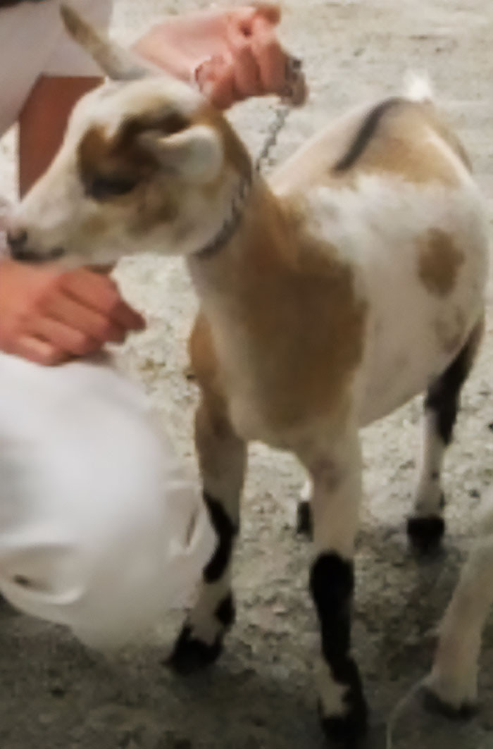 Man Pays His Mate 20 Bucks To Bring His Goat Over So It Can Take Care Of His Overgrown Lawn, Upsets Wife Man Pays His Mate 20 Bucks To Bring His Goat Over So It Can Take Care Of His Overgrown Lawn, Upsets Wife