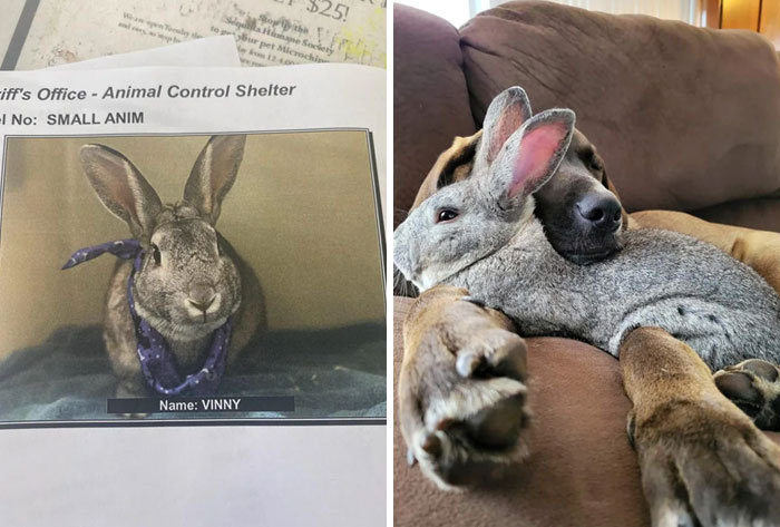 Before And After Adoption. Thug Rabbit Reformed