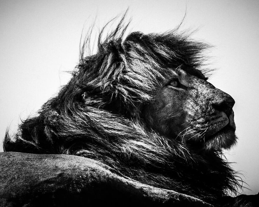 Lion Simba Le Magnifique 4, Tanzania 2018