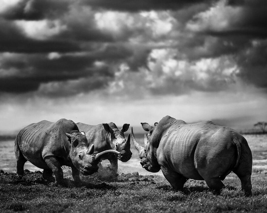 Rhinos Trio, Kenya 2020