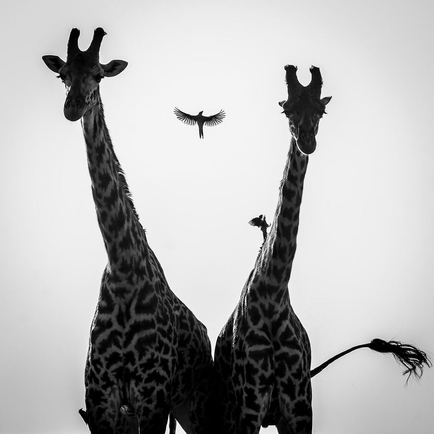 Girafes Et Oiseau, Kenya 2020