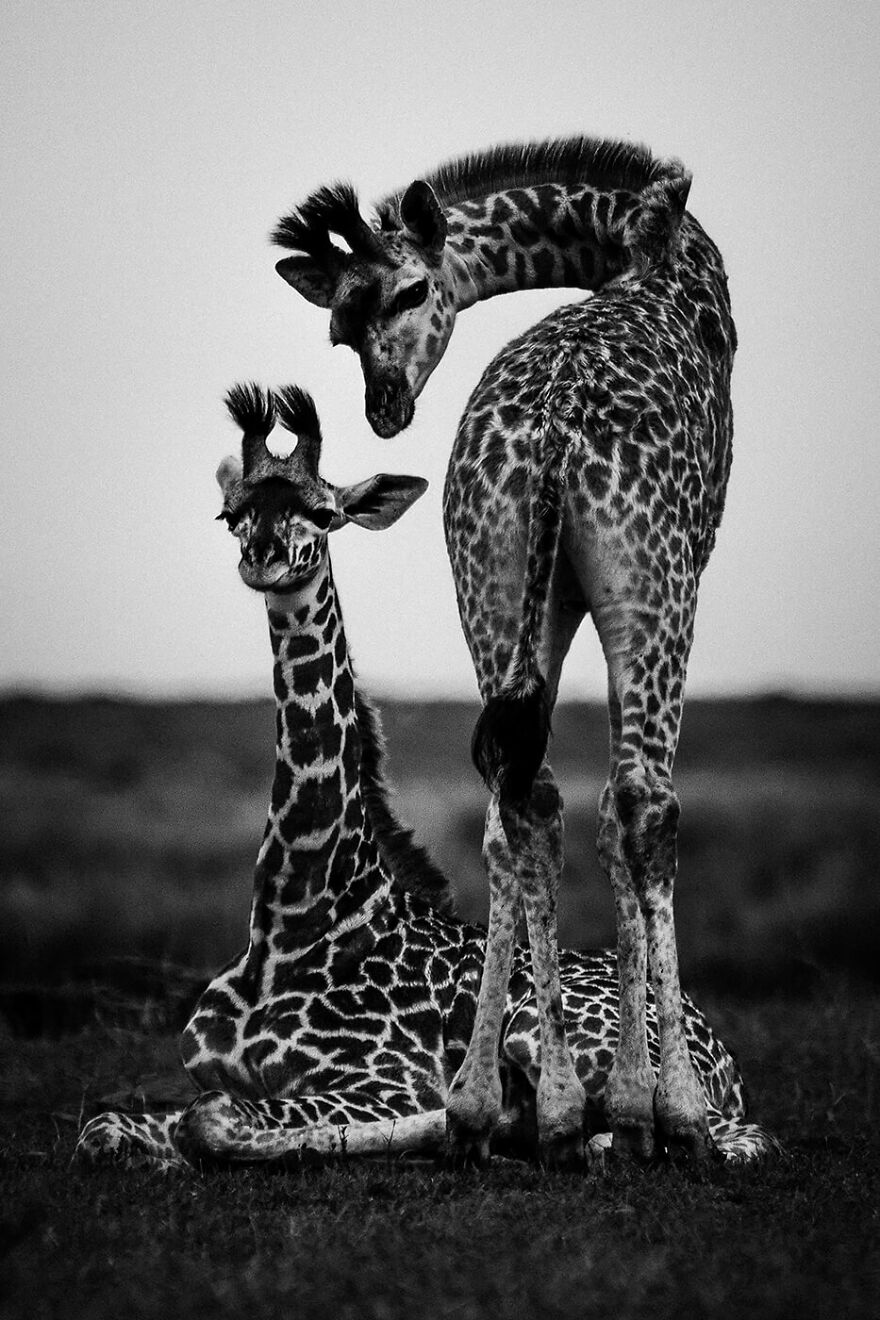 Deux Girafons, Kenya 2019