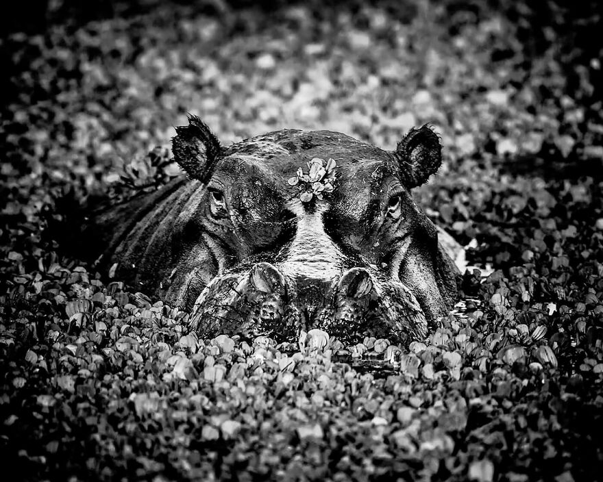 Hippo-Hide And Seek, Kenya 2013
