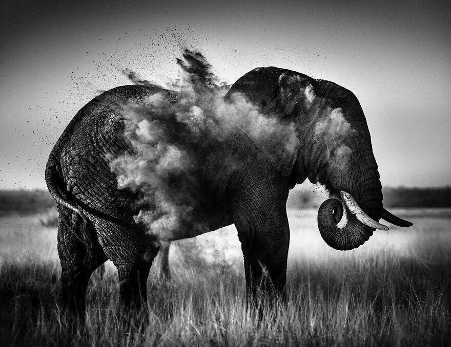 Elephant-Dust Explosion I, Kenya 2013