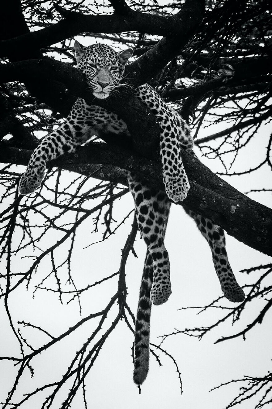 Tired Leopard In A Tree, Kenya 2019