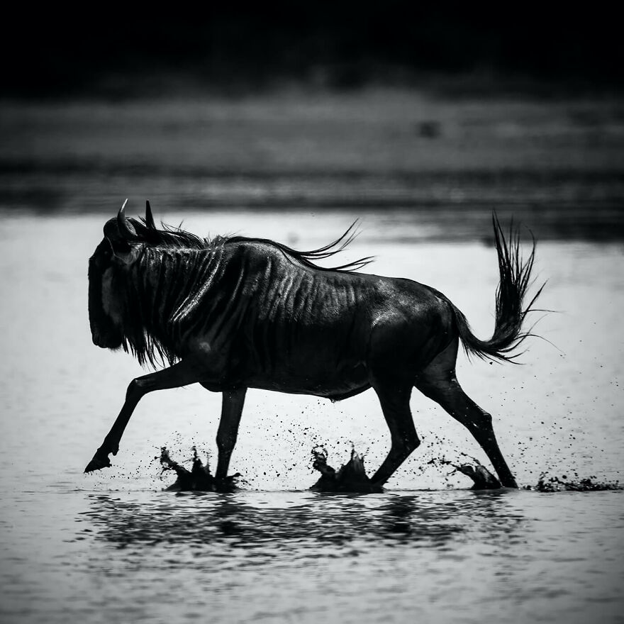 Wildebeest Crossing The River