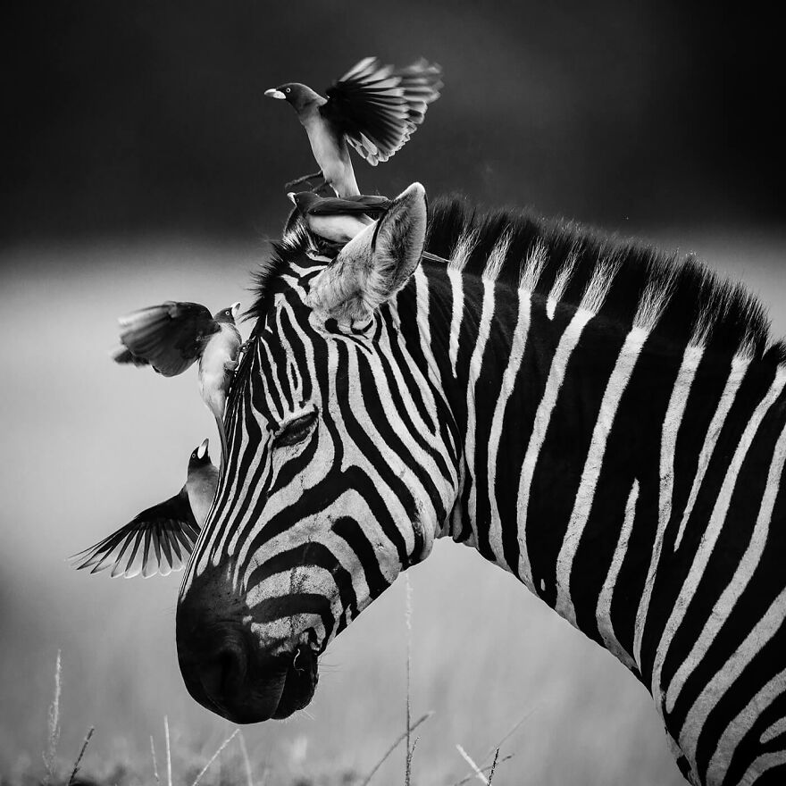 Zebra, Friends For Life, Kenya 2014