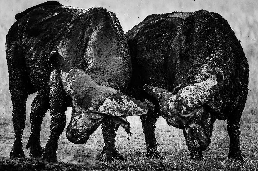 Buffalos After A Mud Bath, Kenya 2018