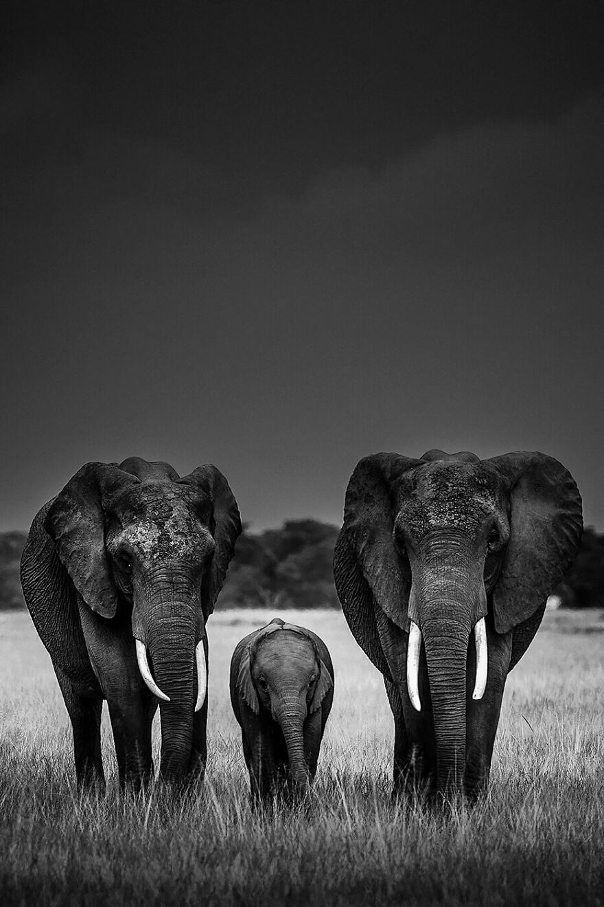 Elephant Body Guards, Kenya 2013