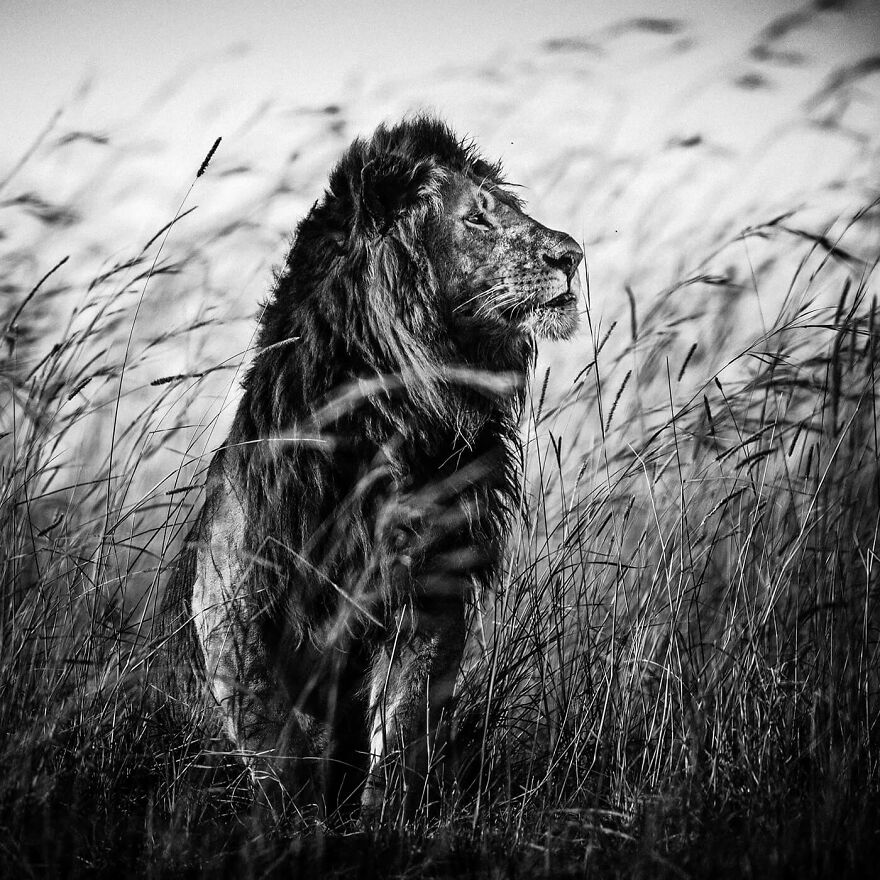 Lion In The Grass, Kenya 2013