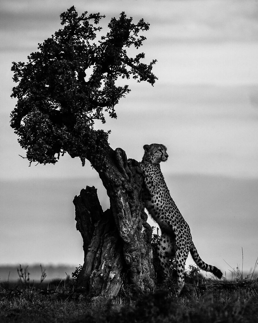 Cheetah, Kenya 2019