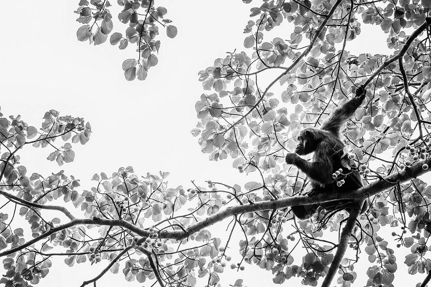 Chimpanzee In A Tree, Uganda 2018