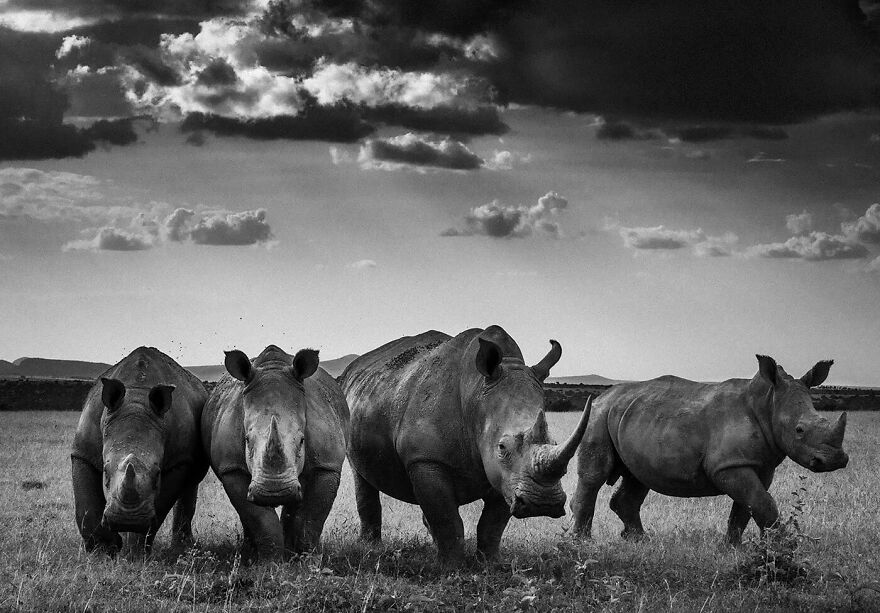 Rhinos Quartet, Kenya 2013