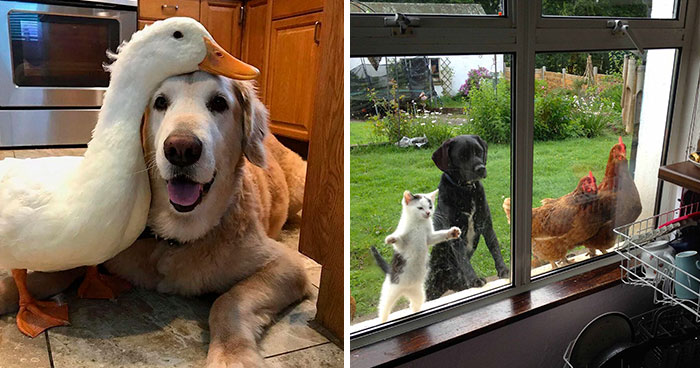 88 Unexpected But Beautiful Animal Friendships