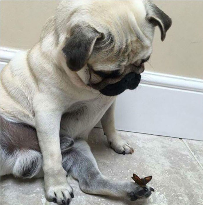 Dog with butterfly on his toe