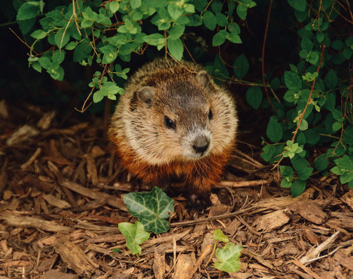 36 April Fun Facts To Celebrate Nature Awakening