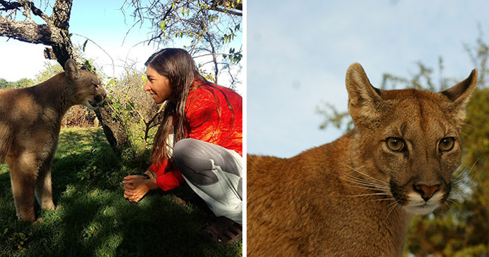 Heartwarming Story Of Blind Puma Rescued By Woman At Pumakawa Reserve