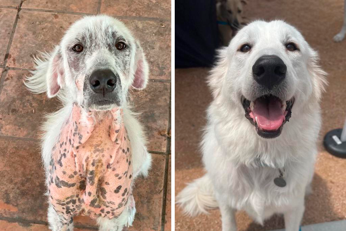 50 Heartwarming Photos Of Dogs Before And After Adoption That Prove Rescuing A Pet Is Life-Changing (New Pics) | Bored Panda