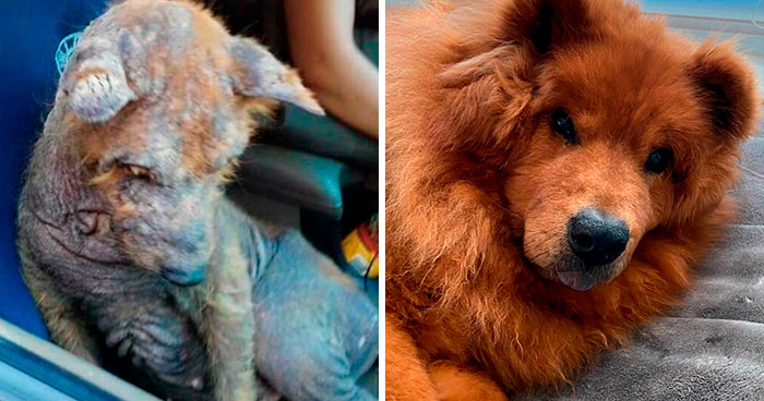 50 Heartwarming Photos Of Dogs Before And After Adoption That Prove Rescuing A Pet Is Life-Changing (New Pics)