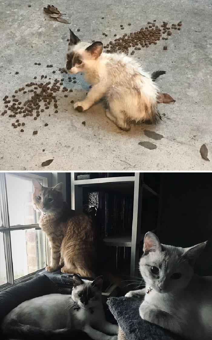My Three Kittens Before And After!