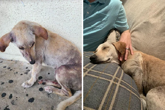 Ausra Was Guam Stray That Was Infested With Mange To The Point In Which She Could Barely Walk. Someone Posted Her Pictures On Fb And We Took Her In And Healed Her Up. Now She’s Loving Life With Us In Our New Home In Chicago