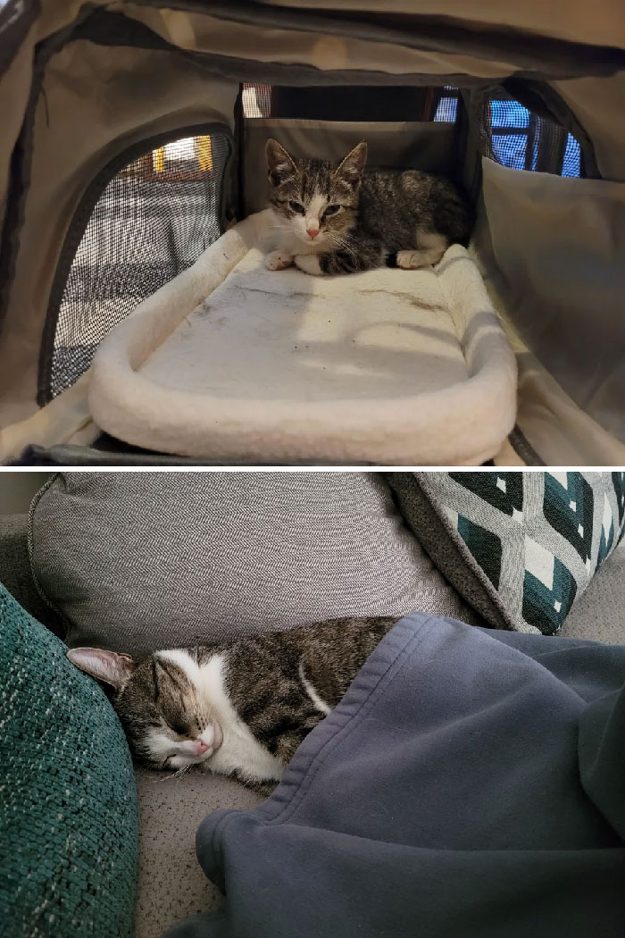 We Found Ernie Under Our Neighbors Shed While Their Kids Were Feeding Him Doritos. He Is Much Happier 8 Months Later Being In A Loving Home