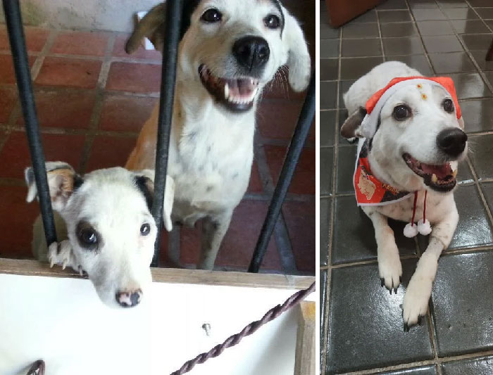The First Morning After We Found Them - April 2013 - And This Morning, Their 9th Christmas Home