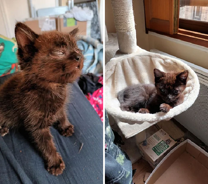 Arno, From Blind Stray Kitten To Still Vision-Impaired But Happy House Cat