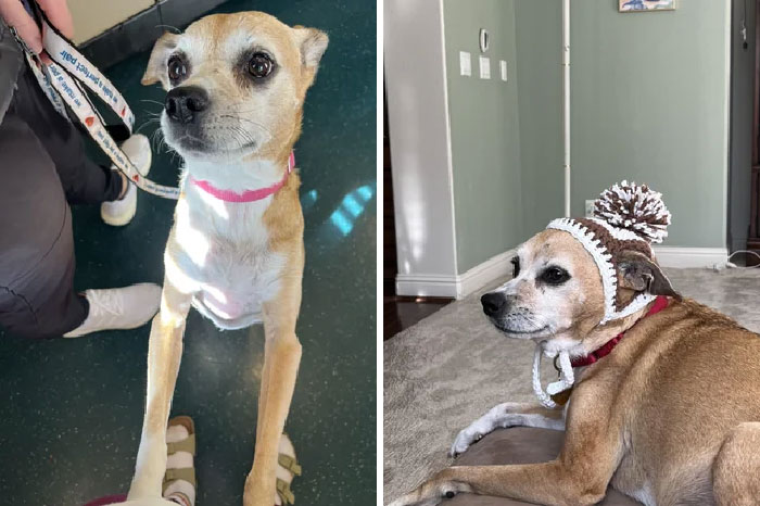 From Foster To Foster Fail! We Love Our 12 Year Old Lumpy Girl